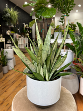 Load image into Gallery viewer, Sansevieria Snake Plant - 6&quot;
