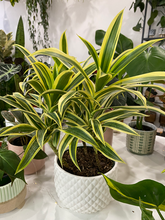 Load image into Gallery viewer, Dracaena Reflexa Song of India 6&quot;
