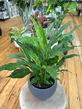 Load image into Gallery viewer, Spathiphyllum Variegated - 6&quot;
