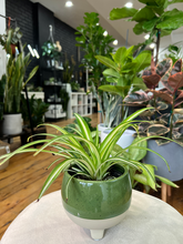 Load image into Gallery viewer, Spider Plants
