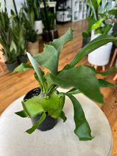 Load image into Gallery viewer, Staghorn Fern
