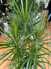 Load image into Gallery viewer, Dracaena Marginata Staggers - 10&quot;
