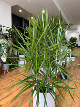Load image into Gallery viewer, Dracaena Marginata Staggers - 10&quot;
