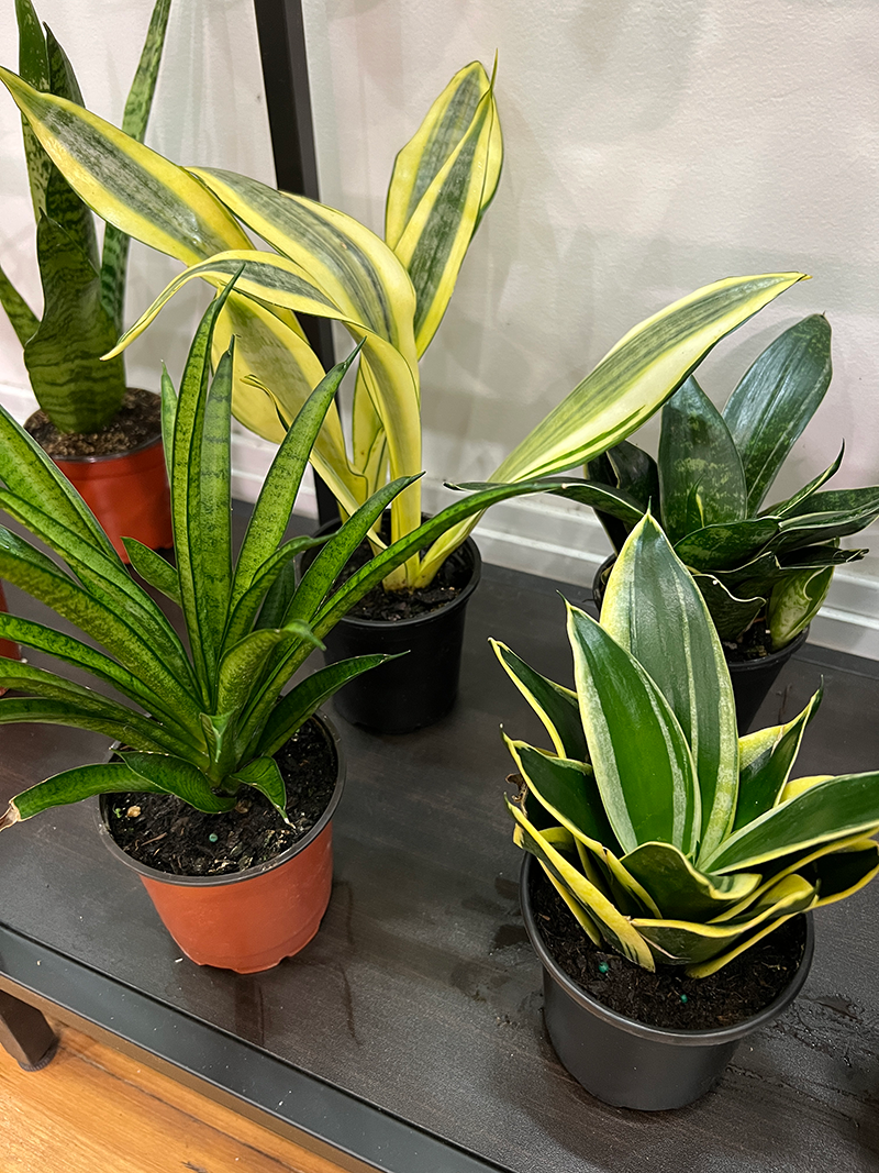 Snake Plant Assorted - 4