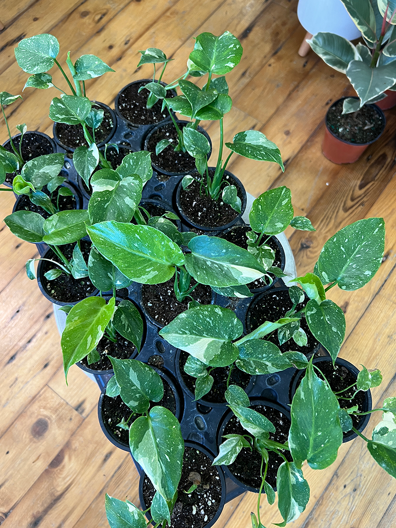 Thai Constellation Monstera - Starter Plant - 4