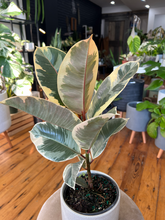 Load image into Gallery viewer, Ficus Elastica - Rubber Plant - 6&quot;
