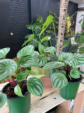 Load image into Gallery viewer, Peperomia Watermelon - 4&quot;

