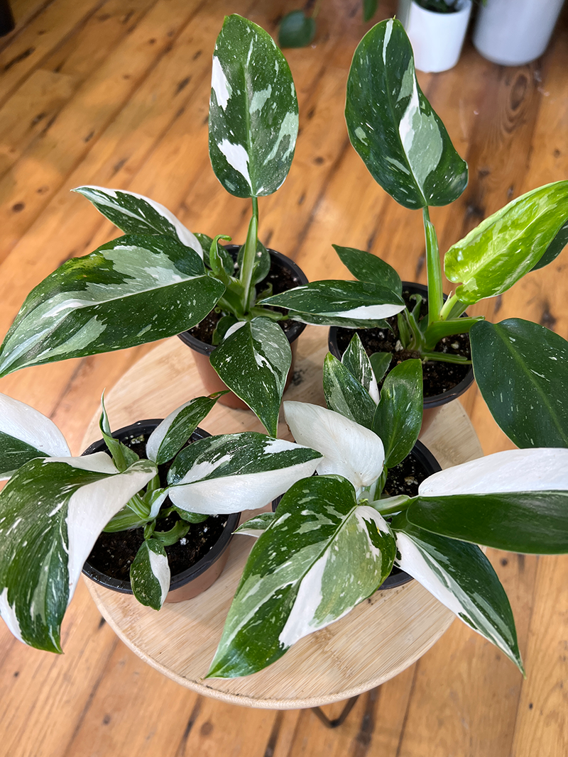 Philodendron White Wizard - 4