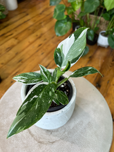Load image into Gallery viewer, Philodendron White Princess - 4&quot;
