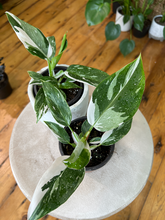 Load image into Gallery viewer, Philodendron White Princess - 4&quot;
