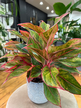 Load image into Gallery viewer, Aglaonema Red Siam - 5&quot;
