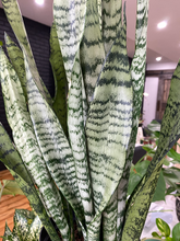 Load image into Gallery viewer, Sansevieria Snake Plant - 6&quot;
